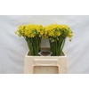 Allium Moly Jeannine