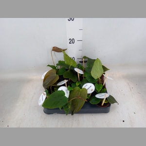 Anthurium   ...