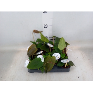 Anthurium   ...