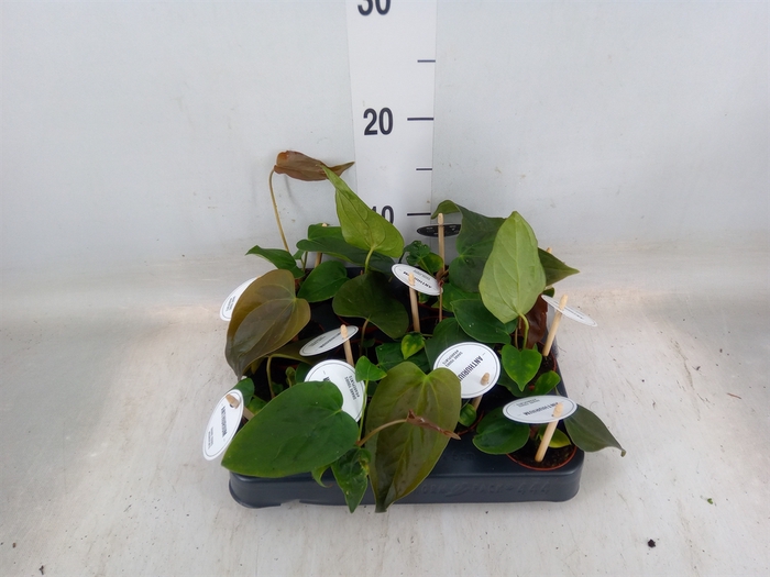 <h4>Anthurium   ...</h4>