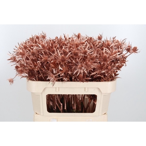 Eryn Orion Kl Bh Koper