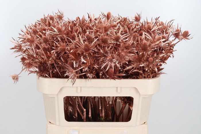 <h4>Eryn Orion Kl Bh Koper</h4>