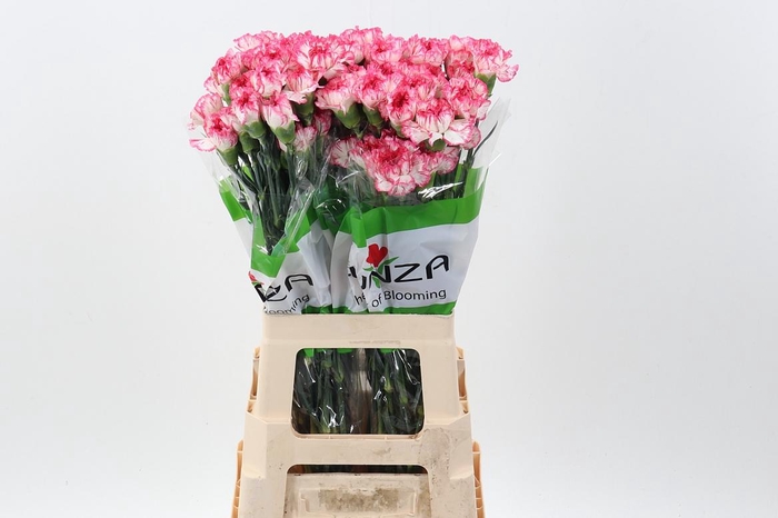 <h4>Di St Spritz Blanco Rosa 60cm</h4>