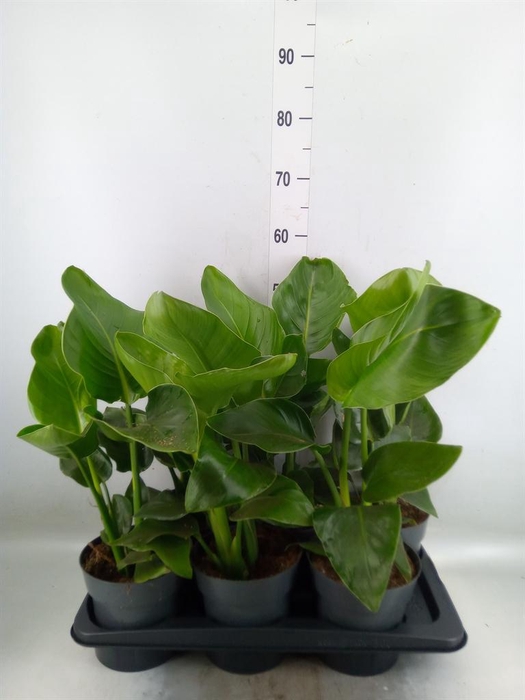<h4>Strelitzia nicolai</h4>