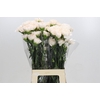 Dianthus St Brut