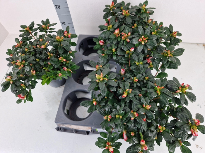 <h4>RHODO SI OV</h4>