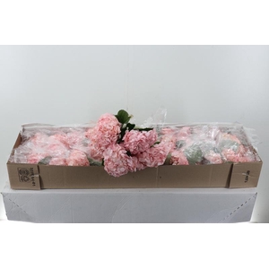 Hydr Light Pink Select Box X10