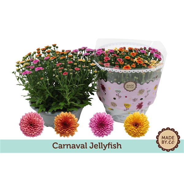 <h4>Chrysant Jellyfish Carnaval</h4>