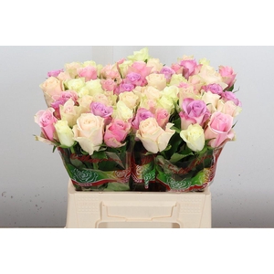 R Gr Gemengd In Bos Pastel