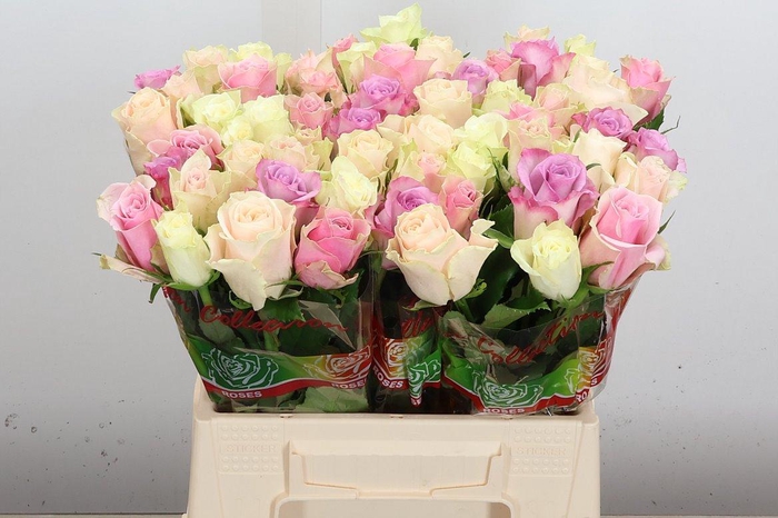 <h4>R Gr Gemengd In Bos Pastel</h4>