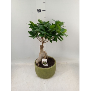 Ficus microcarpa 'Ginseng'
