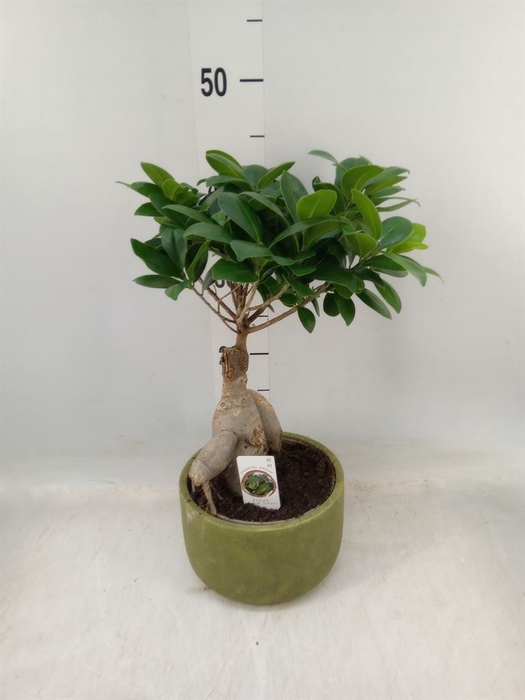 <h4>Ficus microcarpa 'Ginseng'</h4>