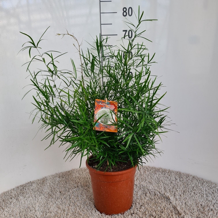 <h4>Asparagus falcatus</h4>