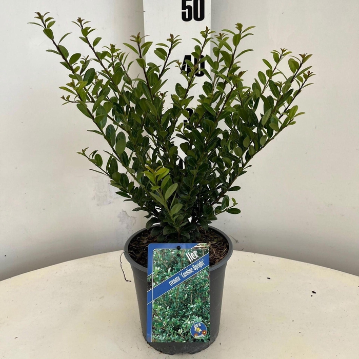 <h4>Ilex crenata Caroline Upright</h4>