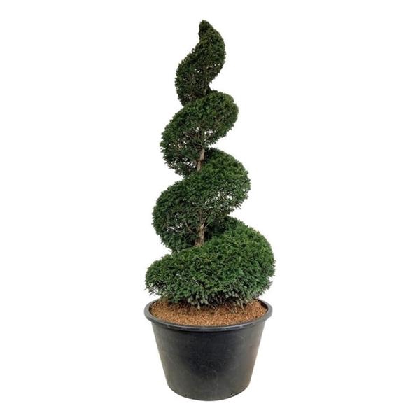 <h4>Taxus baccata</h4>