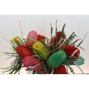 Banksia Spec. Mixed Colours