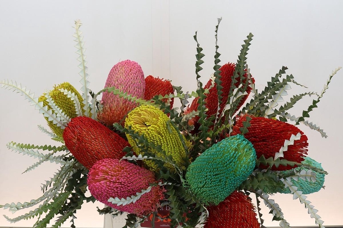 <h4>Banksia Spec. Mixed Colours</h4>