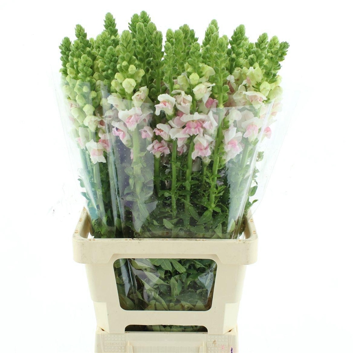 <h4>ANTIR OP APPLEBLOS</h4>