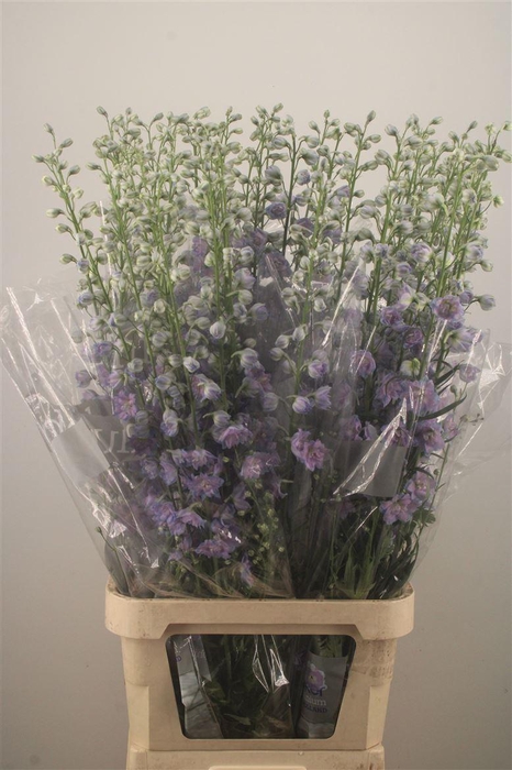 <h4>Delph El Delp Blue Power</h4>