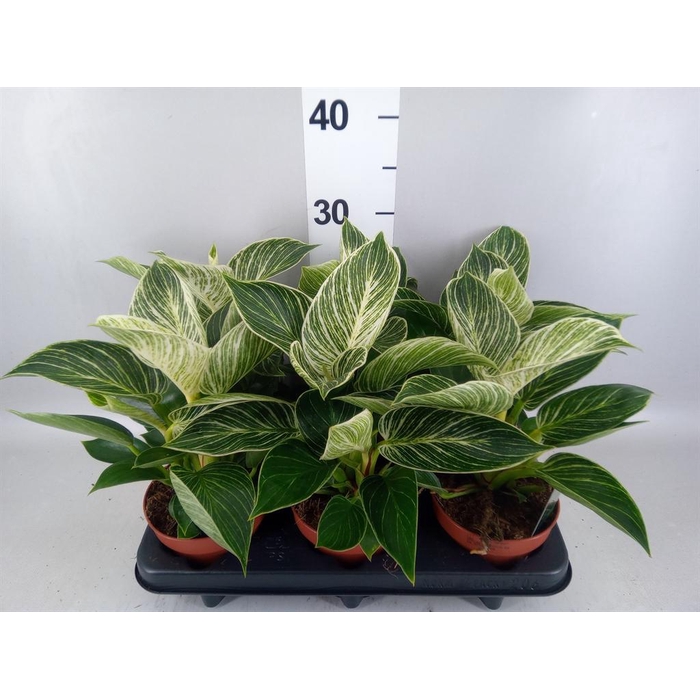 <h4>Philodendron   ...</h4>
