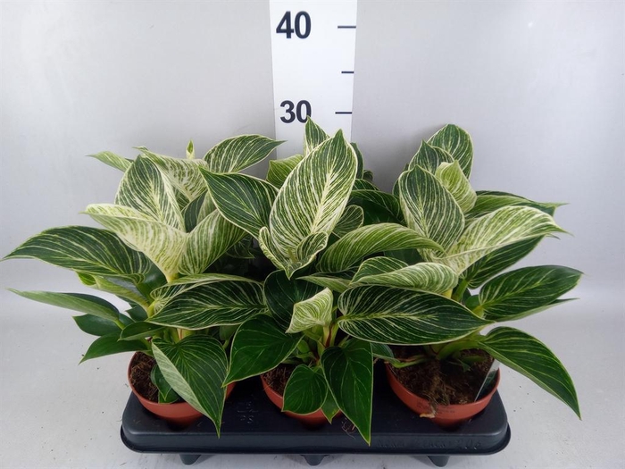 Philodendron   ...