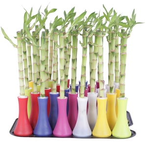 Lucky Bamboo Stem Straight 30cm in Tube Vase Colormix Big