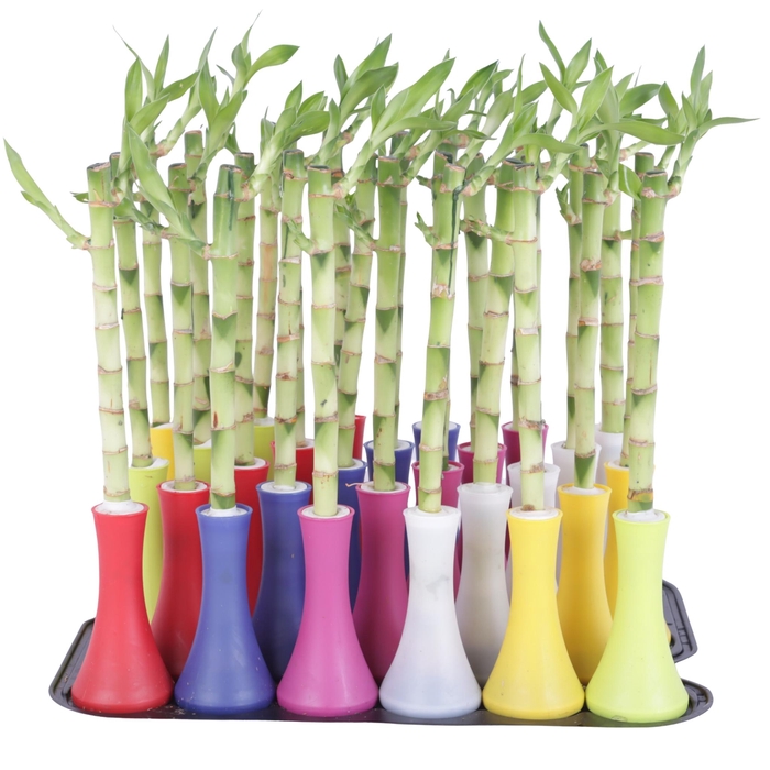 <h4>Lucky Bamboo Stem Straight 30cm in Tube Vase Colormix Big</h4>