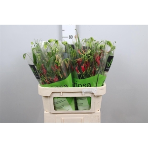 Gloriosa Fifty Shade Long