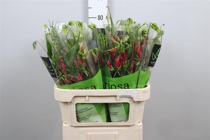 <h4>Gloriosa S Fift Shad Long</h4>