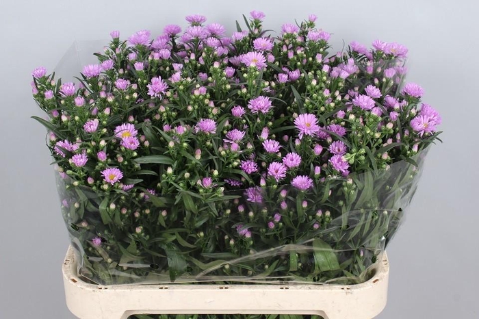 <h4>Aster Painted Lady</h4>