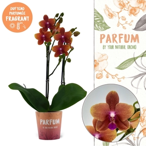 Parfum | Bolgheri | Phalaenopsis 2 spike