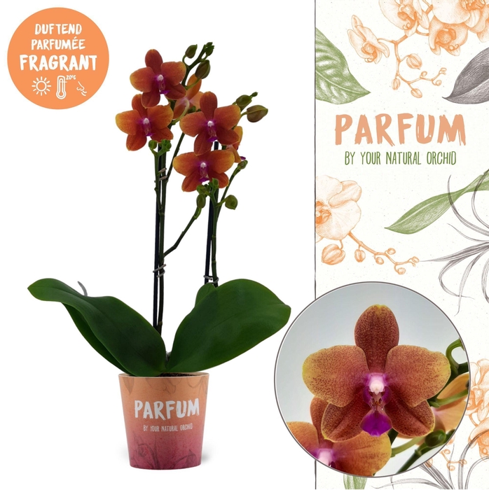 <h4>Parfum | Bolgheri | Phalaenopsis 2 spike</h4>