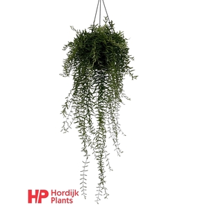 Aeschynanthus Green Star