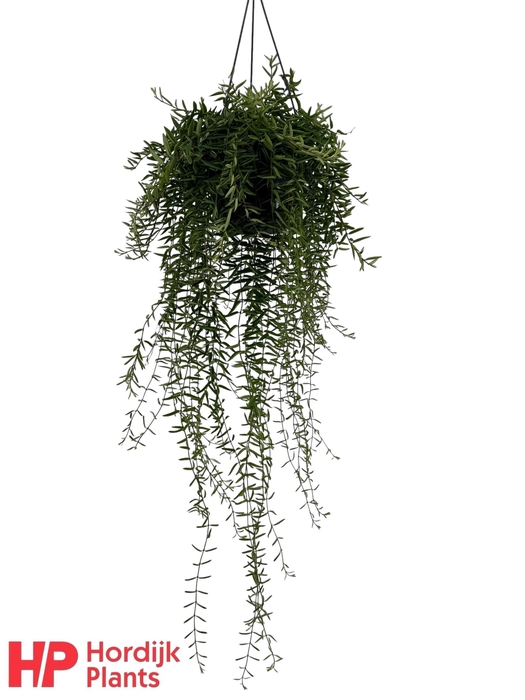 <h4>Aeschynanthus Green Star</h4>