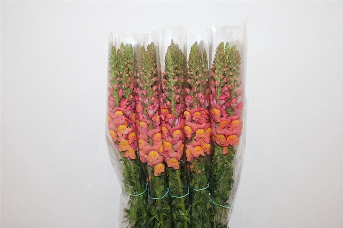 <h4>Antir Overig Orange</h4>