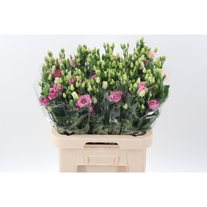 Eus G Rosi Rose Pink