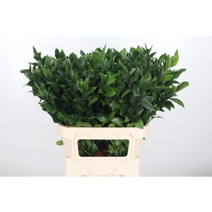 Ruscus