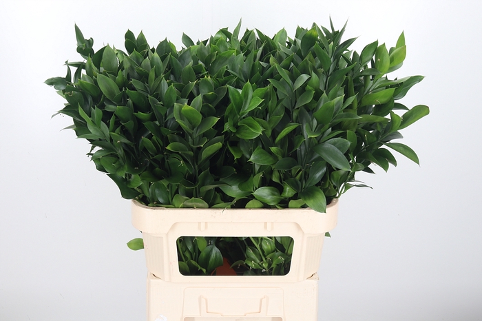 <h4>Ruscus</h4>