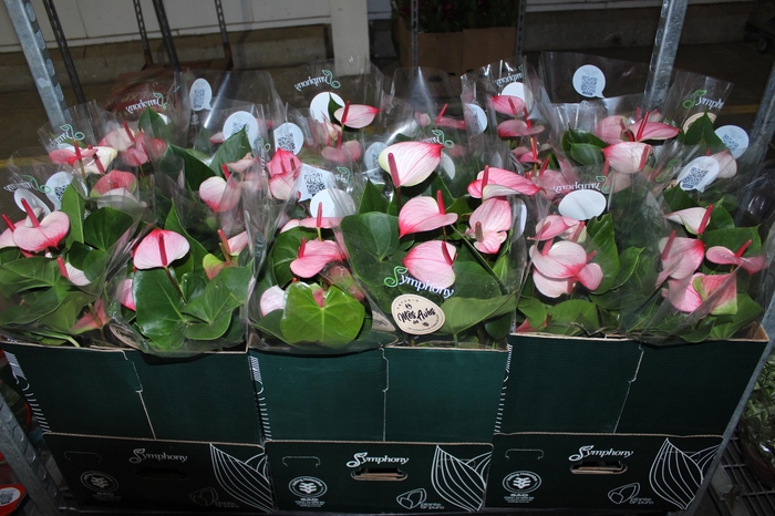 <h4>ANTHURIUM PRINCE AMALIA ELEGANCE P17</h4>