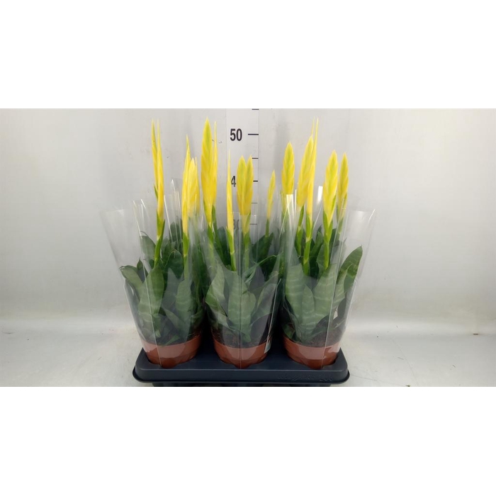 <h4>Vriesea  'Era'</h4>