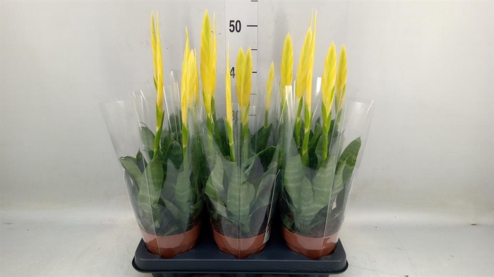 <h4>Vriesea  'Era'</h4>