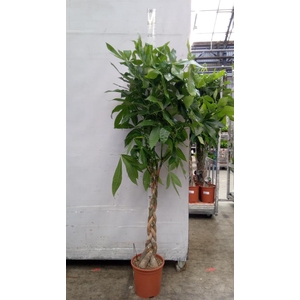 Pachira aquatica