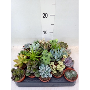 Succulents   ...
