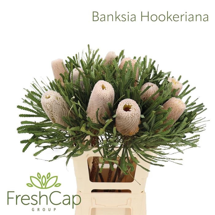 Banksia Hookeriana