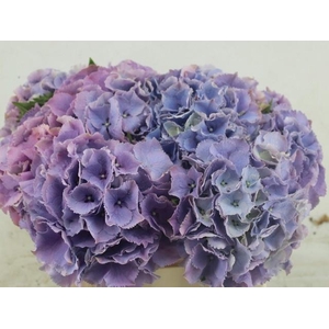 HYDR M ROYAL BENEFIT