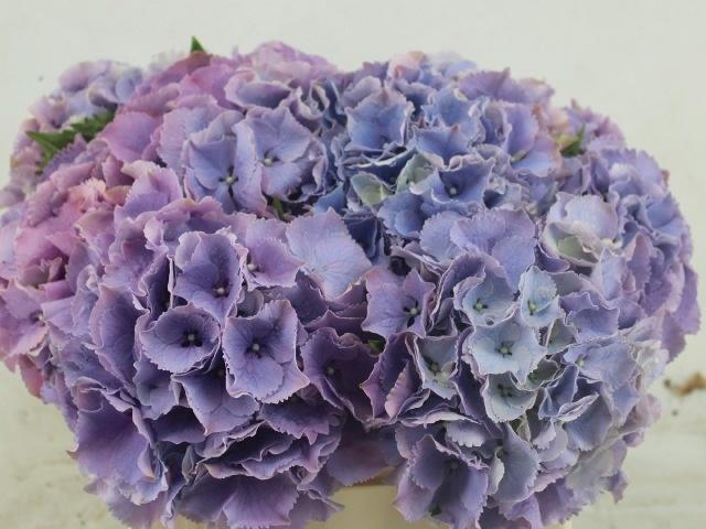 <h4>HYDR M ROYAL BENEFIT</h4>