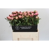 Paeonia Nick Shaylor