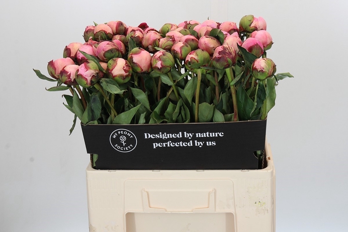 Paeonia Nick Shaylor