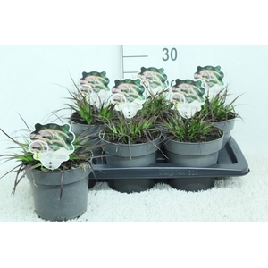 Pennisetum Overig Rubrum Dwarf