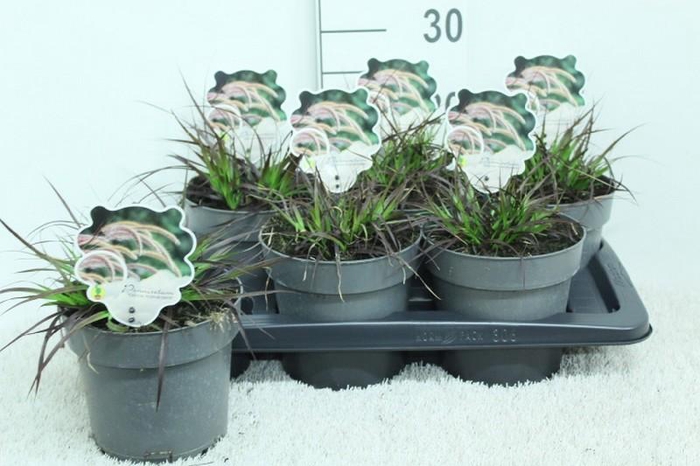 <h4>Pennisetum Overig Rubrum Dwarf</h4>